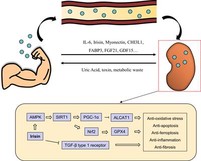 Myokines: Novel therapeutic targets for diabetic nephropathy